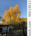 美麗的銀杏 (Ginkgo biloba) 96619613
