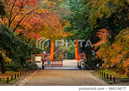 Autumn in the ancient capital of Kyoto World Heritage Site Tadasu no Mori with rain and autumn leaves (within the precincts of Shimogamo Shrine) 96619677