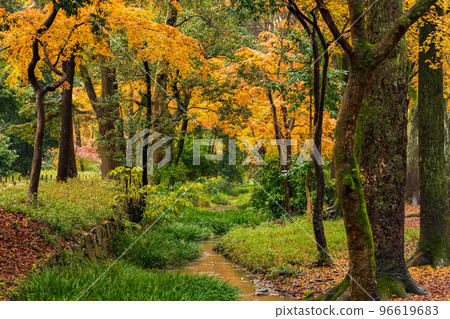 Autumn in the ancient capital of Kyoto World Heritage Site Tadasu no Mori with rain and autumn leaves (within the precincts of Shimogamo Shrine) 96619683