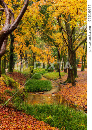 Autumn in the ancient capital of Kyoto World Heritage Site Tadasu no Mori with rain and autumn leaves (within the precincts of Shimogamo Shrine) Autumn in the ancient capital of Kyoto World Heritage Site Tadasu no Mori with rain and autumn leaves (within the precincts of Shimogamo Shrine) 96619685