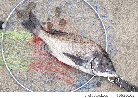 捕獲黑鯛（黑鯛） 96620102