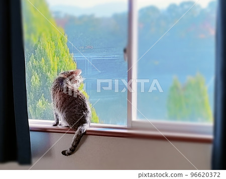 Cat looking out 96620372