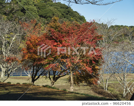 Kameyama湖秋葉 Kameyama湖秋葉 96620456