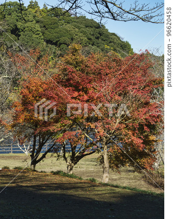 Autumn leaves of Kameyama lake Autumn leaves of Kameyama lake 96620458