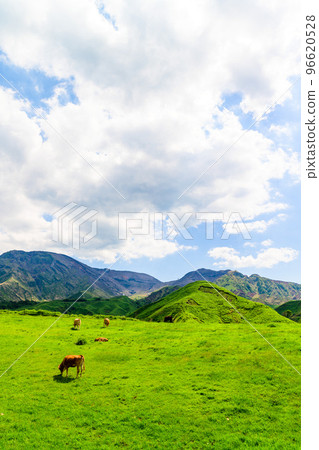 放牧風光 《以雄偉自然為背景的草原赤牛風光》 觀光、旅遊、登山、休閒區 放牧風光 《以雄偉自然為背景的草原赤牛風光》 觀光、旅遊、登山、休閒區 96620528