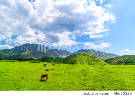Grazing scenery "Akaushi cow scenery in the grassland against the backdrop of magnificent nature" Sightseeing spot, travel, mountain climbing, recreational area Grazing scenery "Akaushi cow scenery in the grassland against the backdrop of magnificent nature" Sightseeing spot, travel, mountain climbing, recreational area 96620529
