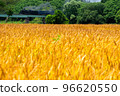 SL galaxy going through wheat fields 96620550