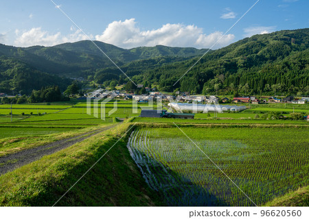 水稻梯田 水稻梯田 96620560