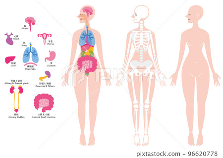 Internal organs, skeleton, whole body Internal organs, skeleton, whole body 96620778