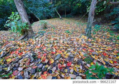 Autumn leaves of Mt. Kora Autumn leaves of Mt. Kora 96621107