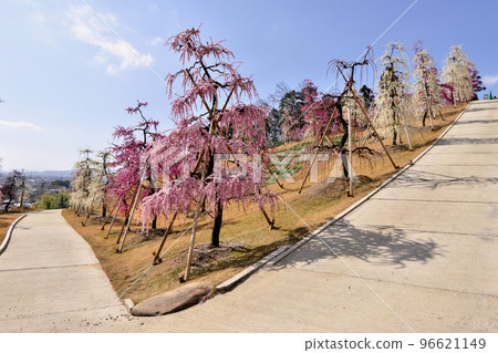 陡坡上的小梅花盛開的力量～京都宇治三室戶寺新開放的“垂梅園” 96621149