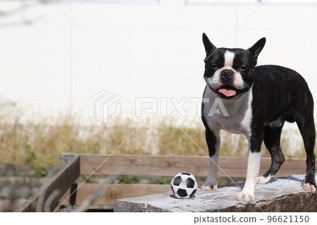 Mighty，波士頓梗犬，他把在他最喜歡的狗跑道上喜歡玩的足球放在他面前，可愛地盯著它看♡ 96621150