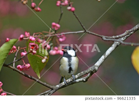 Great tit 96621335