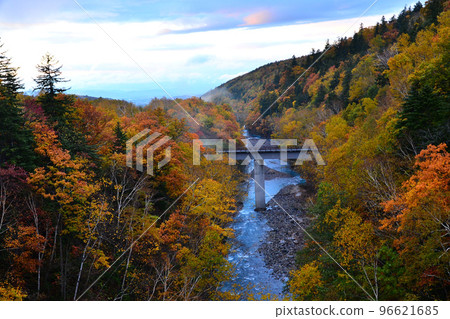 Beautiful autumn leaves in the morning light in Biei, Hokkaido 96621685