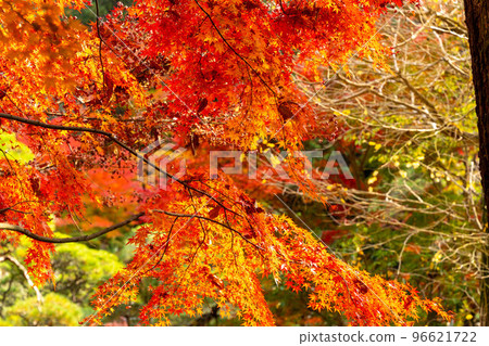 成田山公園紅葉節 成田山公園紅葉節 96621722