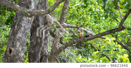 Stork-billed Kingfisher catches a big snakehead fish fly over to the nearby tree branch and ready to swallow. 96621948
