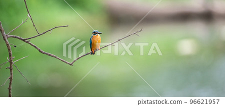 Mal pilihuduwa bird perch on a leafless twig against a green natural background. 96621957