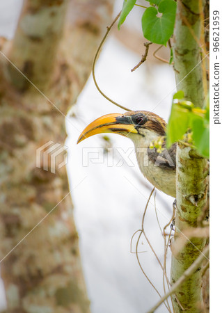 Beautiful Sri Lanka grey hornbill bird close-up shot, Beautiful Sri Lanka grey hornbill bird close-up shot, 96621959