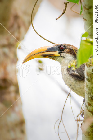 Beautiful Sri Lanka grey hornbill bird close-up profile photograph, Beautiful Sri Lanka grey hornbill bird close-up profile photograph, 96621960