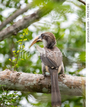 Beautiful Sri Lanka grey hornbill bird perch rear view photo, Beautiful Sri Lanka grey hornbill bird perch rear view photo, 96621961