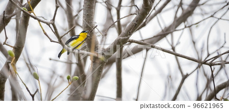 Common Iora (Aegithina tiphia) male perch on a tree branch against the clear white sky background. 96621965