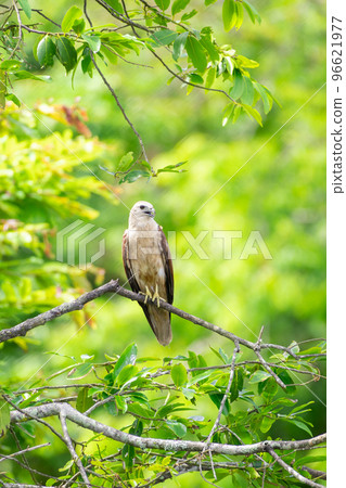 Juvenile Brahminy Kite perched on a tree branch, green foliage in the background. Juvenile Brahminy Kite perched on a tree branch, green foliage in the background. 96621977