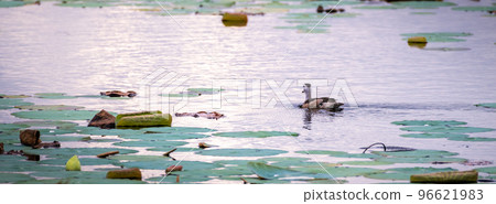 Isolated Cotton pygmy goose swimming on the lake in the evening. 96621983