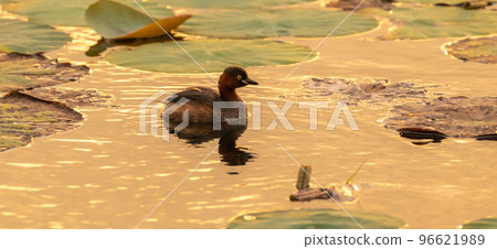 Isolated Little grebe swimming on the lake in the evening. golden sunlight reflecting on the water's surface. Isolated Little grebe swimming on the lake in the evening. golden sunlight reflecting on the water's surface. 96621989