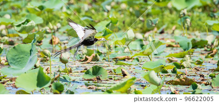 Pheasant-tailed jacana flying over the vegetation of the lake. 96622005
