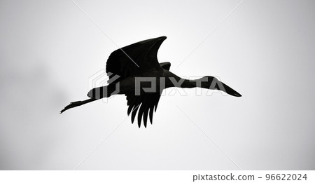 Asian open bill stork flying wing positions silhouette black white photograph. Asian open bill stork flying wing positions silhouette black white photograph. 96622024