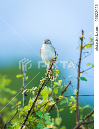 White-browed wren-warbler perch front view close-up portrait shot. 96622026