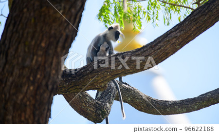 Monkey with the baby on a tree branch, Kataragama Kiriwehera temple in the background. Monkey with the baby on a tree branch, Kataragama Kiriwehera temple in the background. 96622188
