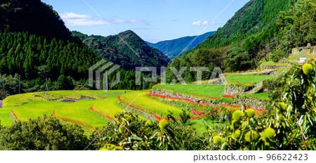 以最美的秋天為背景 旅遊勝地：日本梯田百選、盤鬆梯田（日本九州熊本縣山鹿市） 96622423