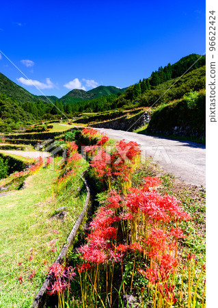 以最美的秋天為背景 旅遊勝地:日本梯田百選、盤鬆梯田(日本九州熊本縣山鹿市) 以最美的秋天為背景 旅遊勝地:日本梯田百選、盤鬆梯田(日本九州熊本縣山鹿市) 96622424