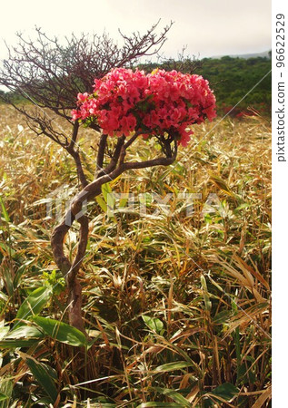 在多風地區的被風吹拂的熊笠樹間綻放的高原山杜鵑花 在多風地區的被風吹拂的熊笠樹間綻放的高原山杜鵑花 96622529
