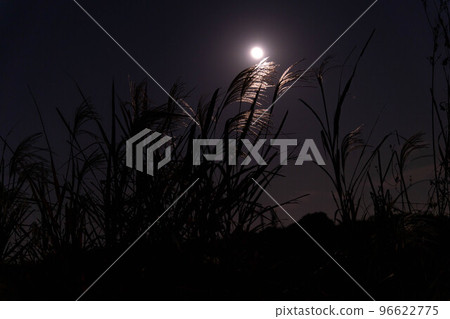 Moonlight and pampas grass ears 96622775