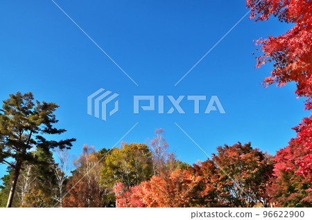 Autumn leaves maple 96622900