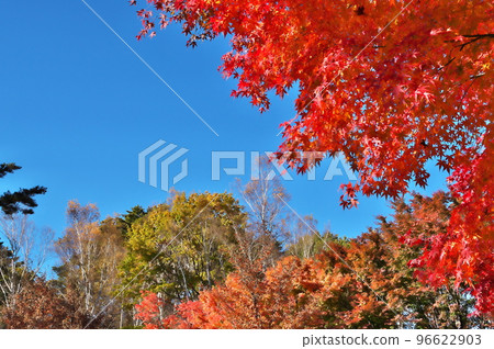 Autumn leaves maple 96622903