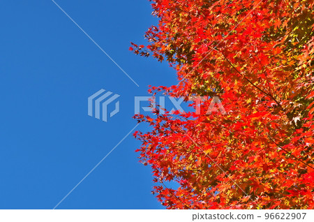 Autumn leaves maple 96622907