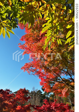 Autumn leaves maple 96622910