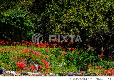 以森林為背景的簇狀孤挺花風景 《旅遊勝地:日本梯田百選、萬鬆的梯田》(日本九州熊本縣山鹿市) 以森林為背景的簇狀孤挺花風景 《旅遊勝地:日本梯田百選、萬鬆的梯田》(日本九州熊本縣山鹿市) 96622931