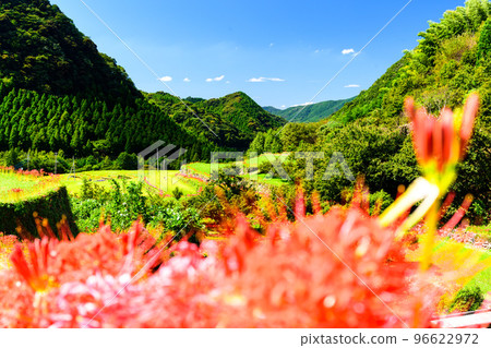 Cluster amaryllis in the background of the most beautiful autumn weather ``Tourist attraction: 100 best terraced rice fields in Japan, Bansho terraced rice fields'' (Yamaga City, Kumamoto Prefecture, Kyushu, Japan) Cluster amaryllis in the background of the most beautiful autumn weather ``Tourist attraction: 100 best terraced rice fields in Japan, Bansho terraced rice fields'' (Yamaga City, Kumamoto Prefecture, Kyushu, Japan) 96622972