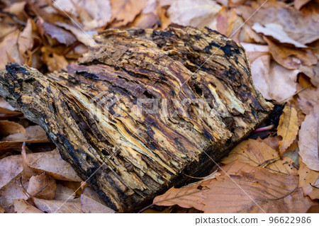 腐爛的原木 96622986