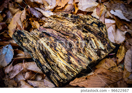 腐爛的原木 96622987