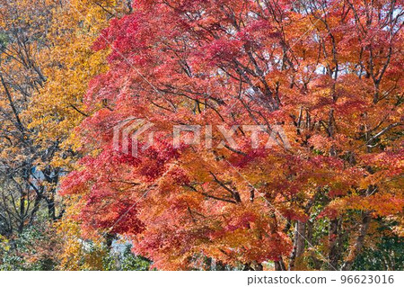 秋天的九重山和池山水源 秋天的九重山和池山水源 96623016