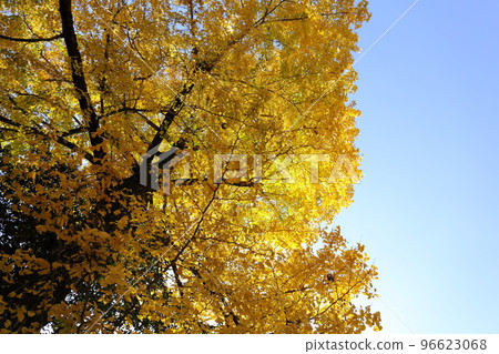 Ginkgo biloba Ginkgo biloba 96623068