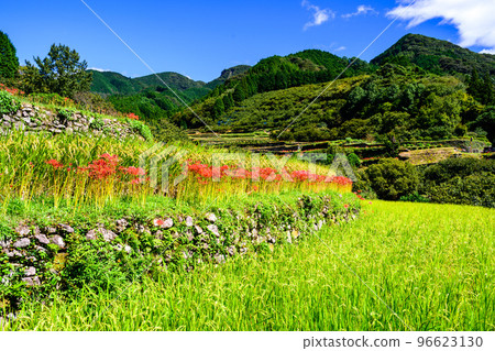秋日最美背景下的簇狀孤挺花``旅遊勝地：日本最好的100個梯田，萬松梯田''（日本九州熊本縣山鹿市） 96623130