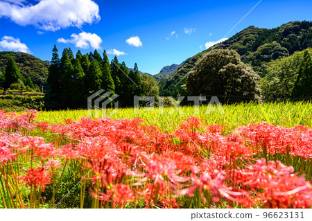 秋日最美背景下的簇狀孤挺花``旅遊勝地：日本最好的100個梯田，萬松梯田''（日本九州熊本縣山鹿市） 96623131