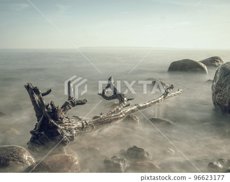 Romantic atmosphere colorful sunset at sea. Stony beach with bended tree. 96623177