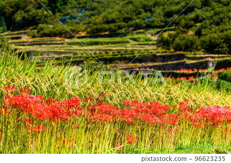 Cluster amaryllis scenery with terraced rice fields in the background ``Tourist attraction: 100 best terraced rice fields in Japan, Bansho terraced rice fields'' (Yamaga City, Kumamoto Prefecture, Kyushu, Japan) 96623235